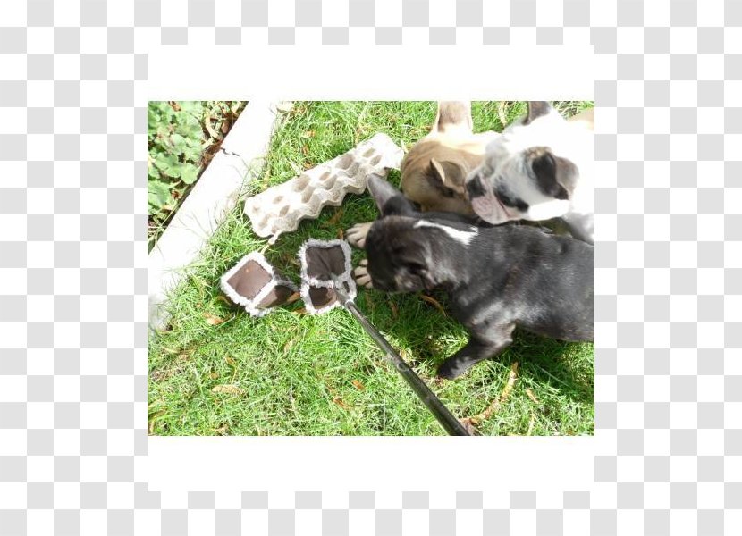 Dog Breed Pug Puppy Sporting Group Snout Transparent PNG