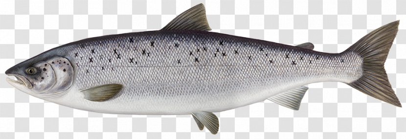 Atlantic Salmon Fish Smoked Salmonids - Fin Transparent PNG