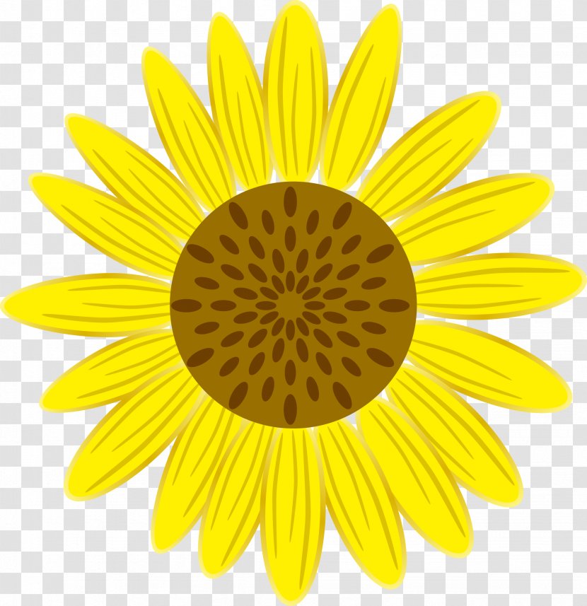 Symmetry Yellow Petal Pattern - Flowering Plant - Sunflower Transparent PNG