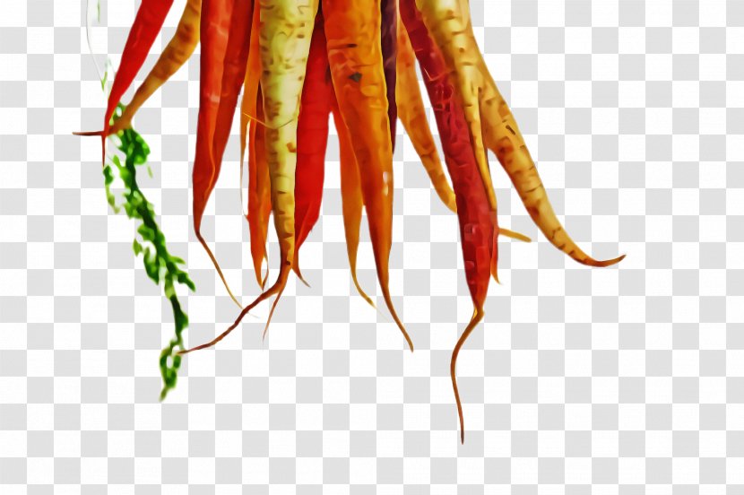 Plant Vegetable Carrot Root Chile De árbol Transparent PNG