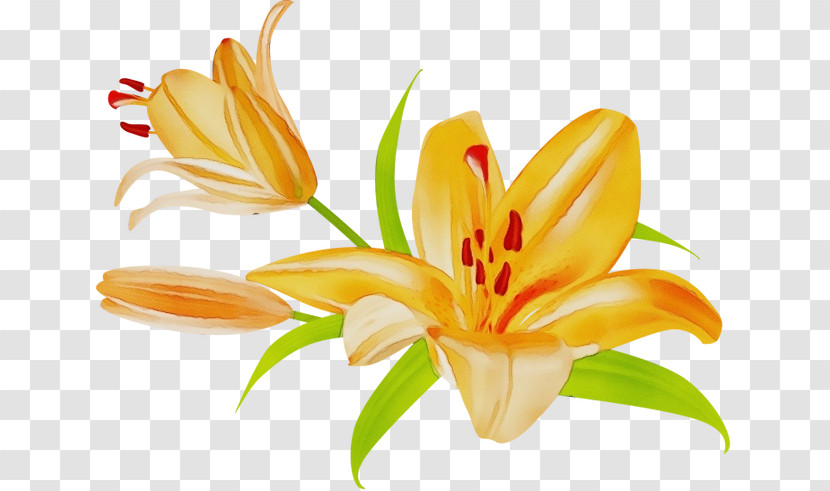 Orange Lily Orange Day-lily Madonna Lily Plant Stem Petal Transparent PNG