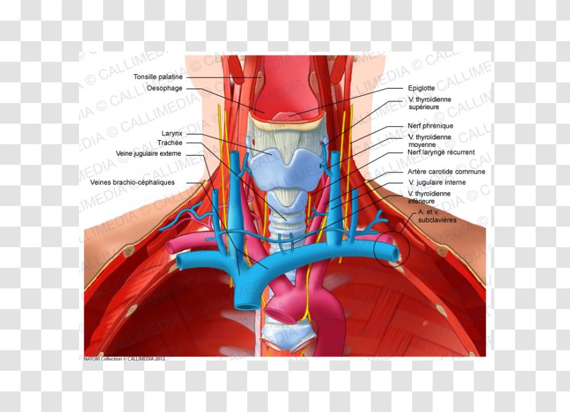 Anterior Triangle Of The Neck Subclavian Vein Recurrent Laryngeal Nerve - Heart - Digestif Transparent PNG