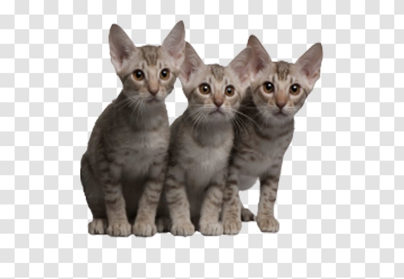 Ocicat Kitten Tabby Cat - Breed - Cats Transparent PNG