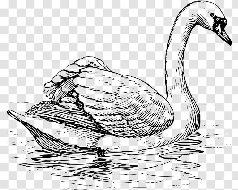 Trumpeter Swan Black Whooper Bird Drawing - Hand-painted Goose Transparent PNG