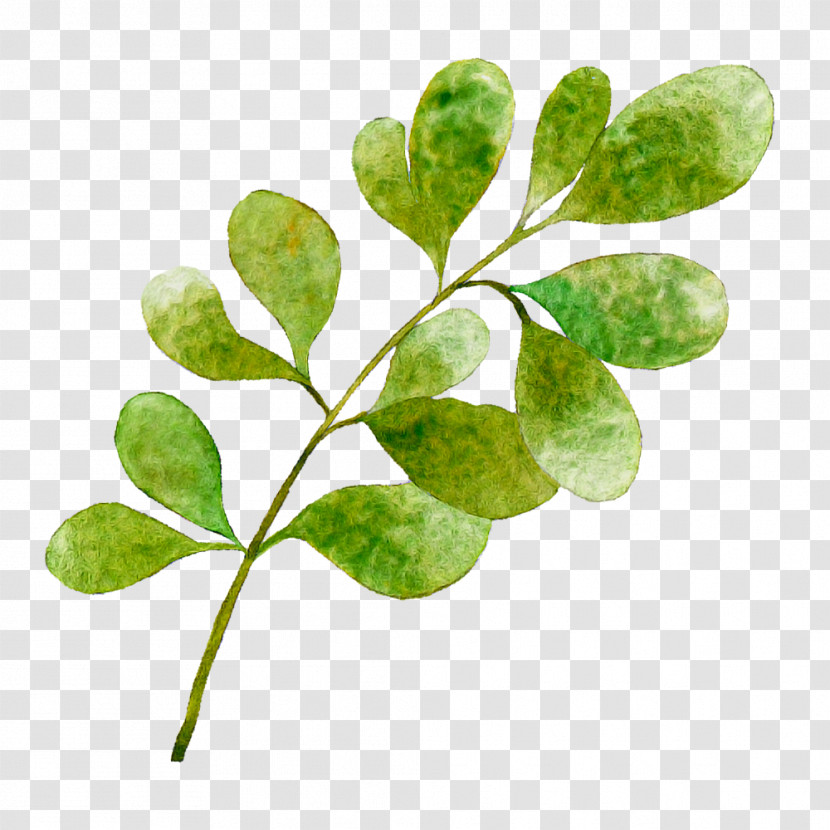 Leaf Plant Stem Tree Herb Branching Transparent PNG