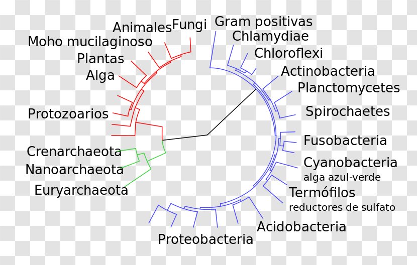 Diagram Introduction To Evolution Mutation Bacteria - Watercolor - Big Tree Transparent PNG