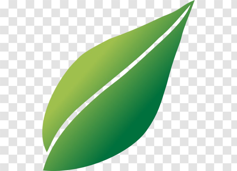 Line Leaf Angle Green Transparent PNG