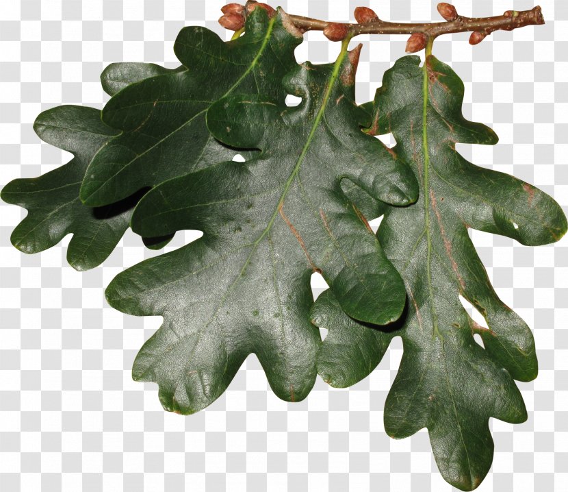 Oak Leaf Cluster Tree - Plant Transparent PNG