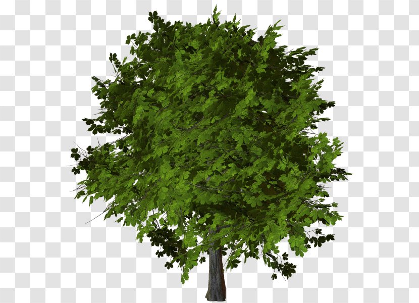 Stock Photography Tree Oak Clip Art Transparent PNG