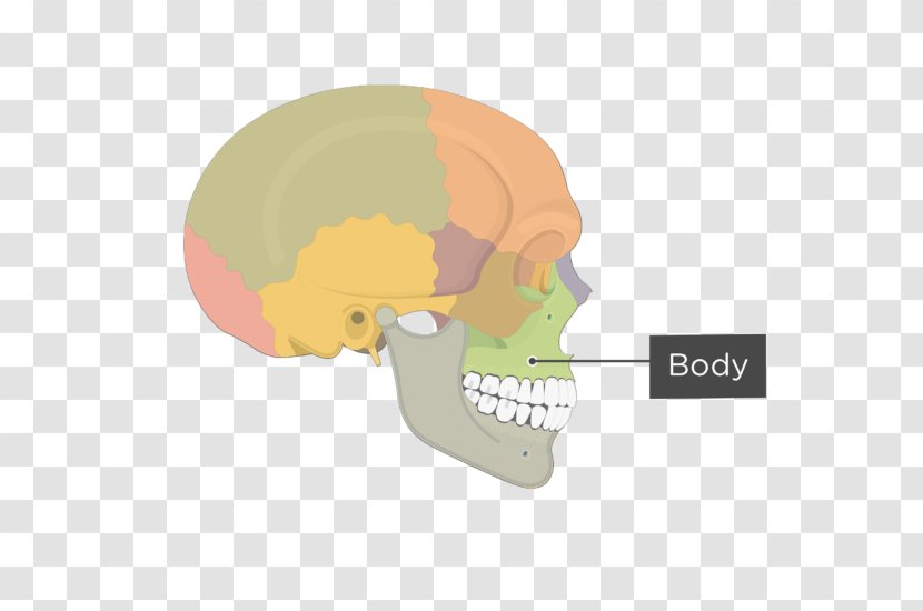 Zygomatic Bone Joint Frontal Maxilla - Jaw - Upward Extension Transparent PNG