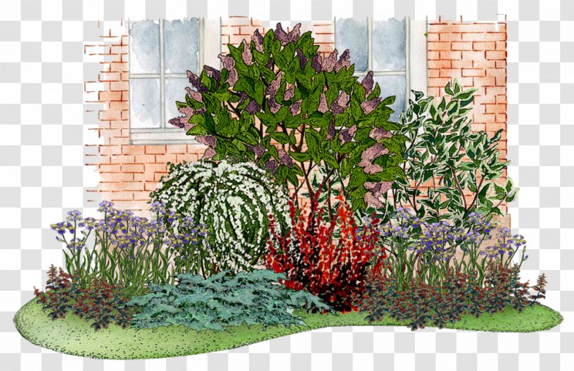 Common Lilac Flower Garden Shrub Tree - Patio Transparent PNG