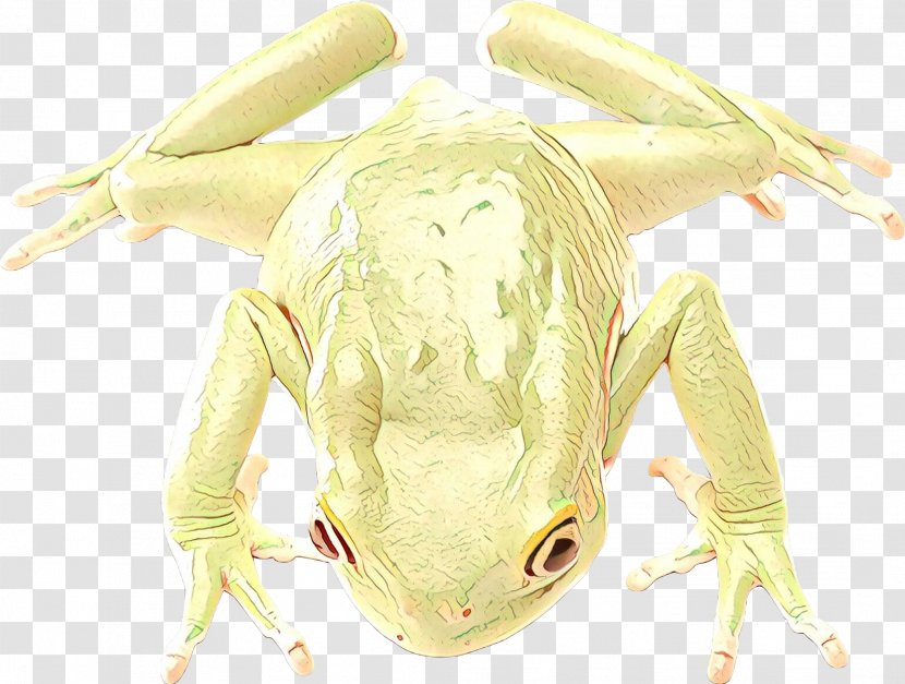 Tree Frog Character Fiction - Pest Transparent PNG