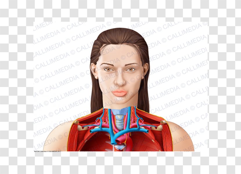 Human Anatomy & Physiology Muscle Chin - Silhouette - Head And Neck Transparent PNG