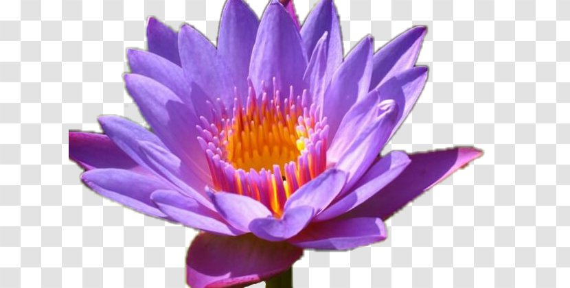 Nelumbo Nucifera Water Lily Flower Desktop Wallpaper Lilium Transparent PNG