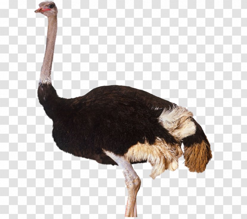 Egg Cartoon - Common Ostrich - Beak Wildlife Transparent PNG