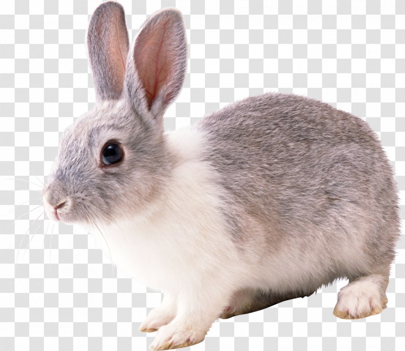 Angora Rabbit Hare French Lop Cottontail Domestic - Bunny Transparent PNG