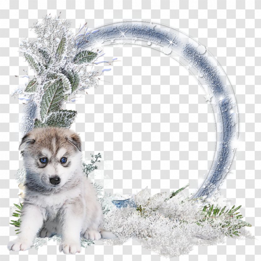 Siberian Husky Alaskan Malamute Winter Cluster Sakhalin Saarloos Wolfdog - Animal - Winters Transparent PNG