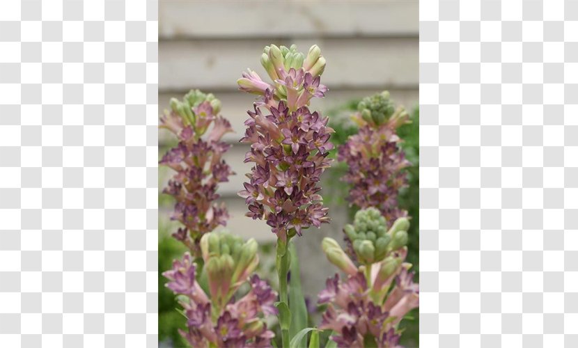 English Lavender Tuberose Bulb Lavandula Dentata Plant - Cinderella Transparent PNG