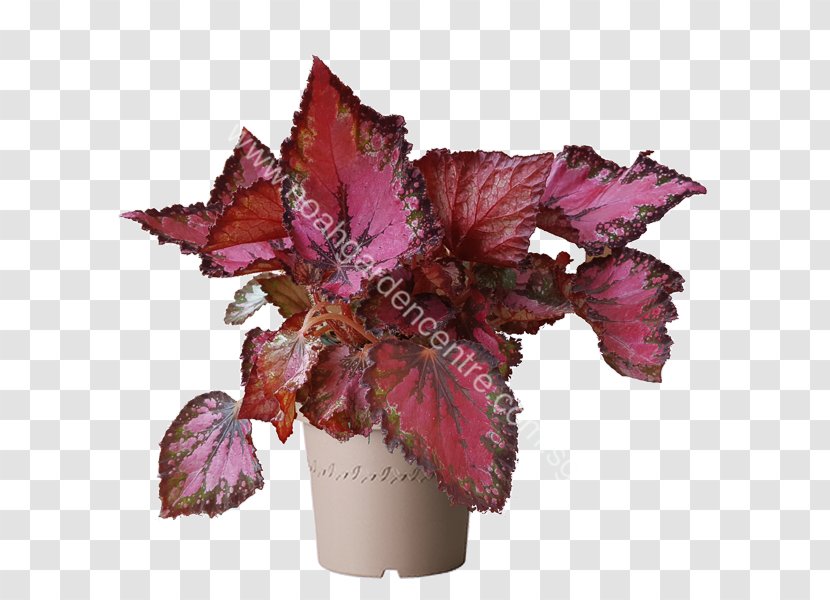 Painted-leaf Begonia Plant Petal Fern Transparent PNG