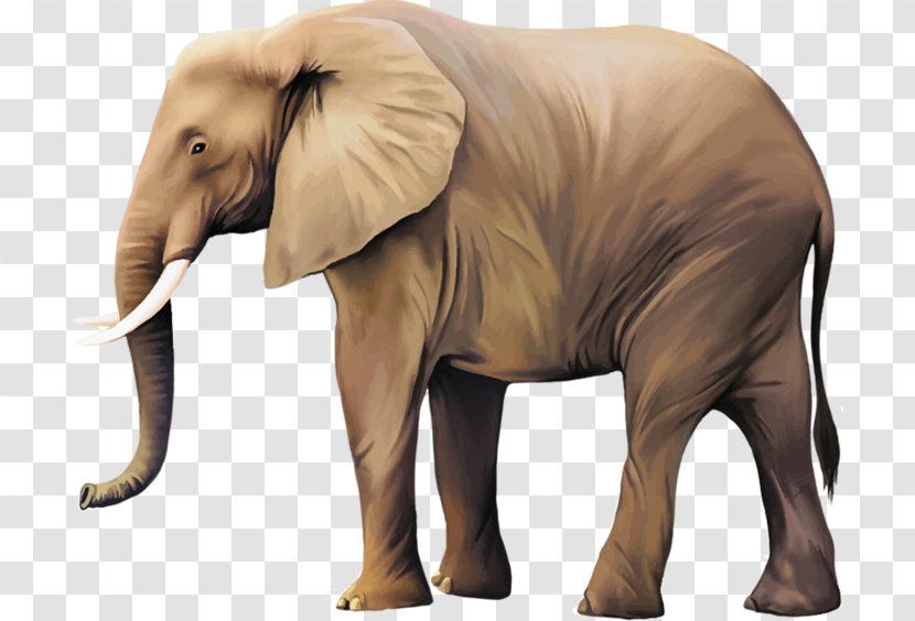 African Bush Elephant Elephants Indian Mammal - And Mammoths Transparent PNG