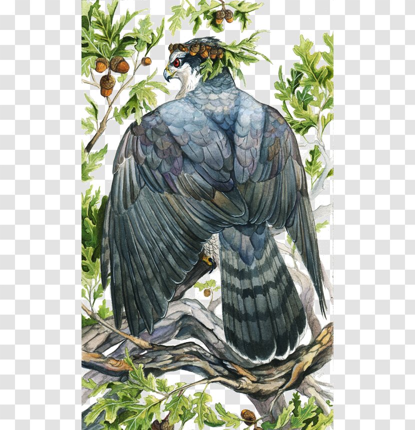 Bird Eagle Northern Goshawk - Coopers Hawk Transparent PNG