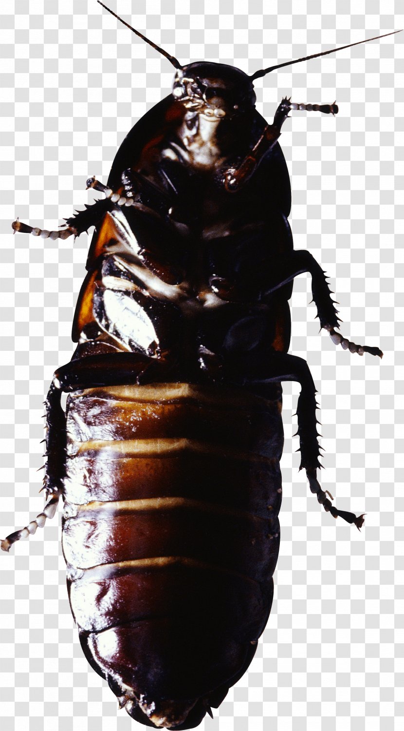 Beetle Souvenirs Entomologiques .. Termite - Blattodea Transparent PNG