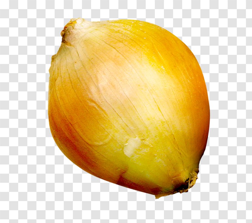 Onion Still Life Photography Fruit - Ripe Onions Transparent PNG