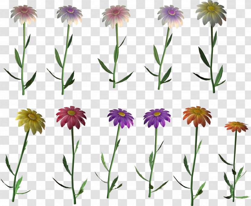 Marguerite Daisy Floral Design Cut Flowers Wildflower - Annual Plant Transparent PNG