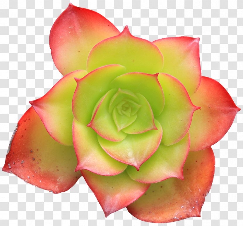Flower Succulent Plant Green Cactaceae - Rose Family Transparent PNG