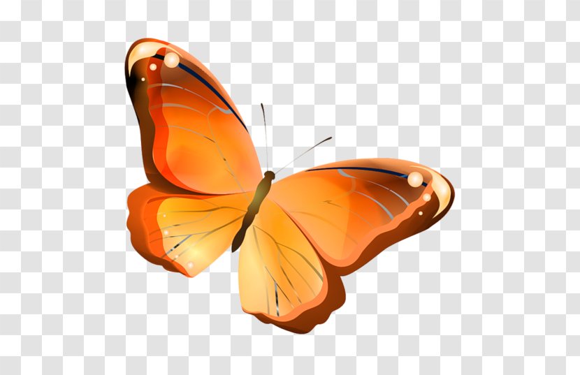 Butterfly Image Drawing Vector Graphics - Arthropod Transparent PNG