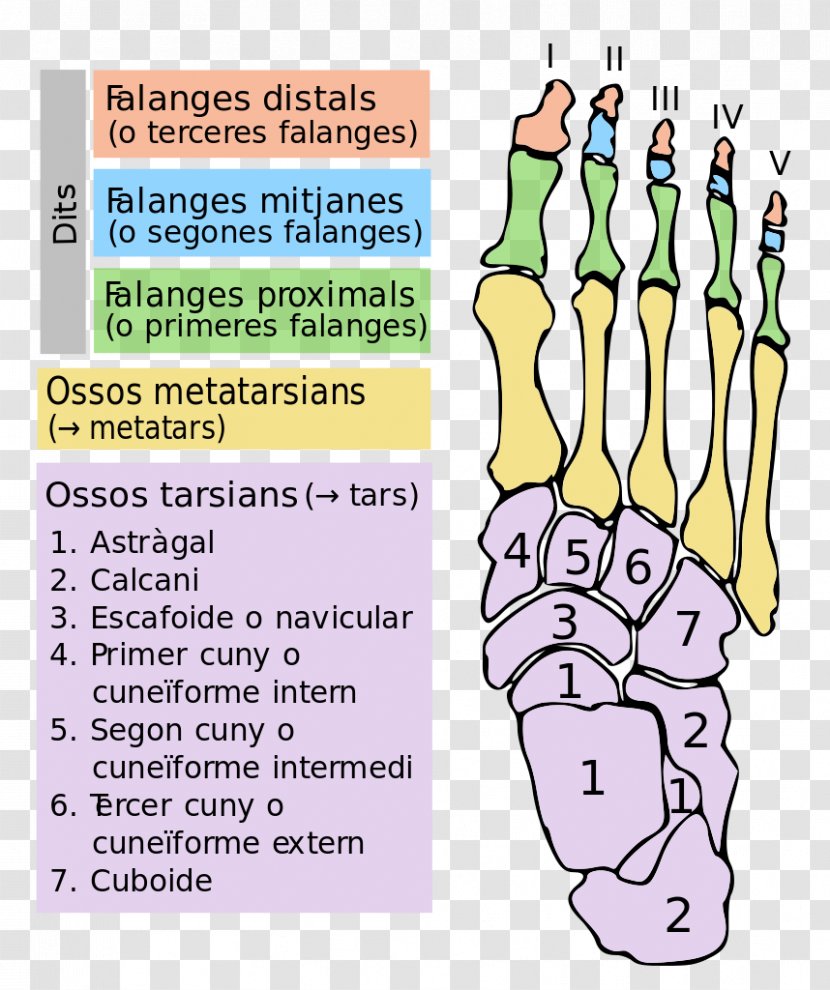 Finger Foot Tarsus Bone Toe - Joint - Bruch Transparent PNG