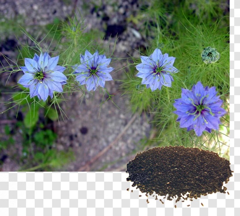 Fennel Flower Nigella Damascena Seed Cumin Plant - Sativum - Acco Transparent PNG