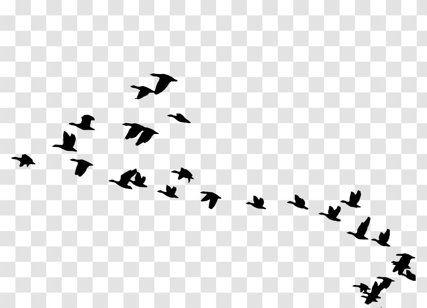 Bird Migration Goose Animal Clip Art - Text Transparent PNG