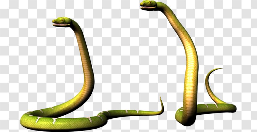 Snakes Mambas Reptile Cobra - Smooth Greensnake - Anaconda Flyer Transparent PNG