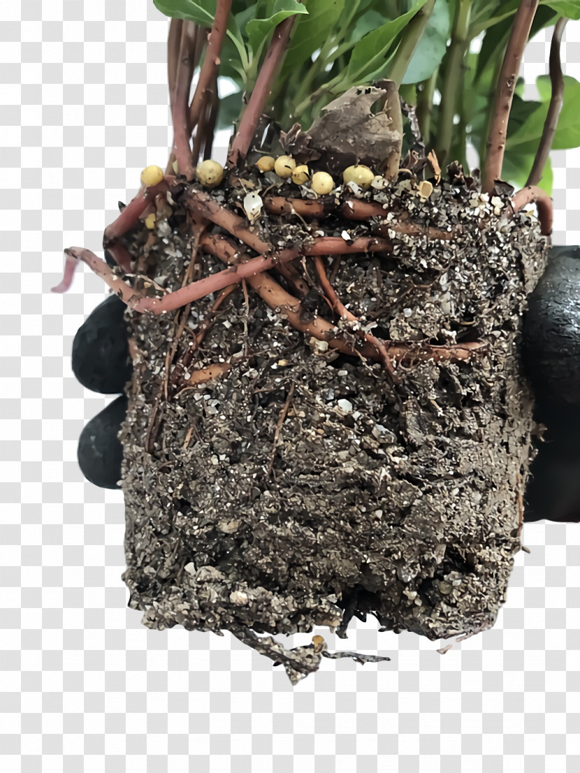 Hay Flowerpot Soil Plants Flowerpot Biology Transparent PNG
