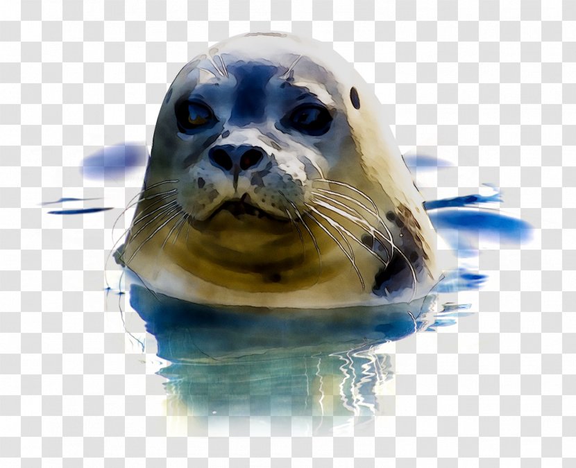 Earless Seal Royalty-free Image Photograph - Marine Mammal - Wildlife Transparent PNG