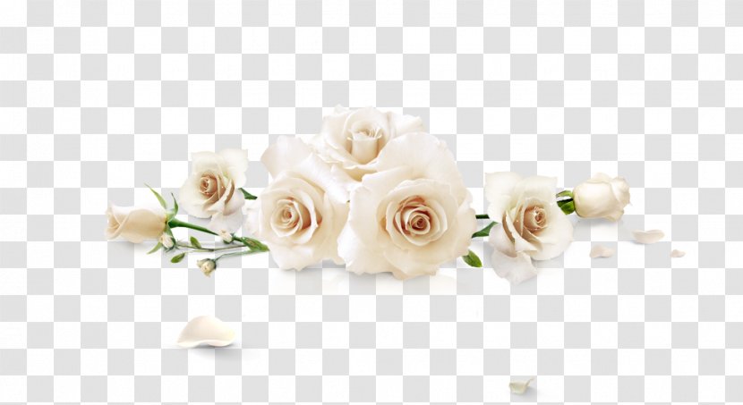 Beach Rose White Flower - Family - Roses Transparent PNG