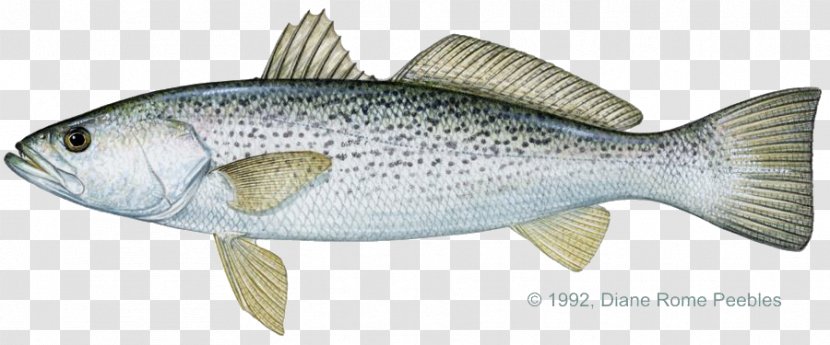 Weakfish Spotted Seatrout Brown Trout Rainbow - Barramundi Transparent PNG