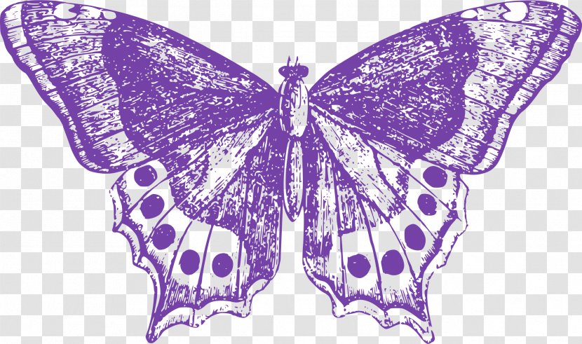 Monarch Butterfly Moth Insect Butterflies & Dragonflies: A Site Guide Clip Art - Symmetry Transparent PNG