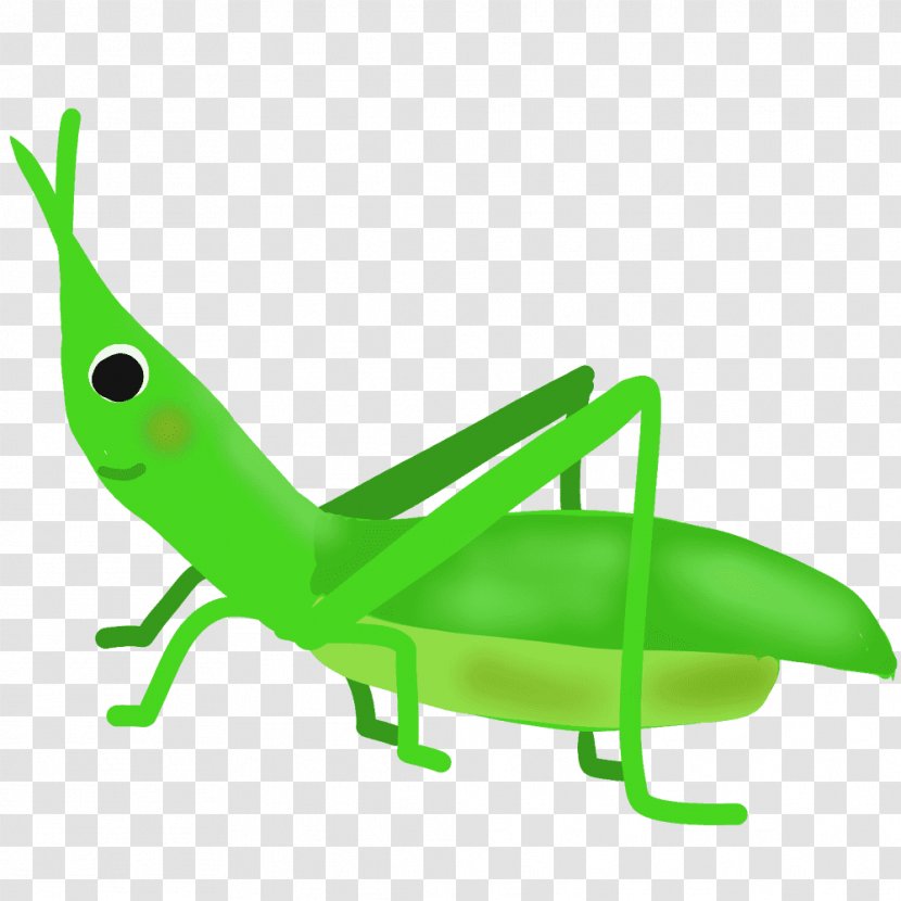 Chinese Grasshopper Caelifera Insect Clip Art Transparent PNG