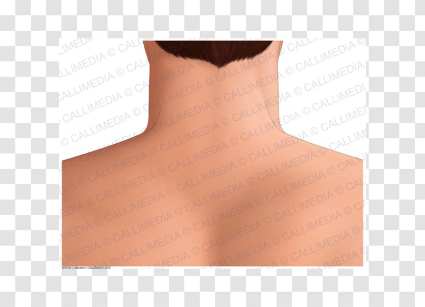 Nape Posterior Triangle Of The Neck Shoulder Anatomy - Heart - Skin Transparent PNG