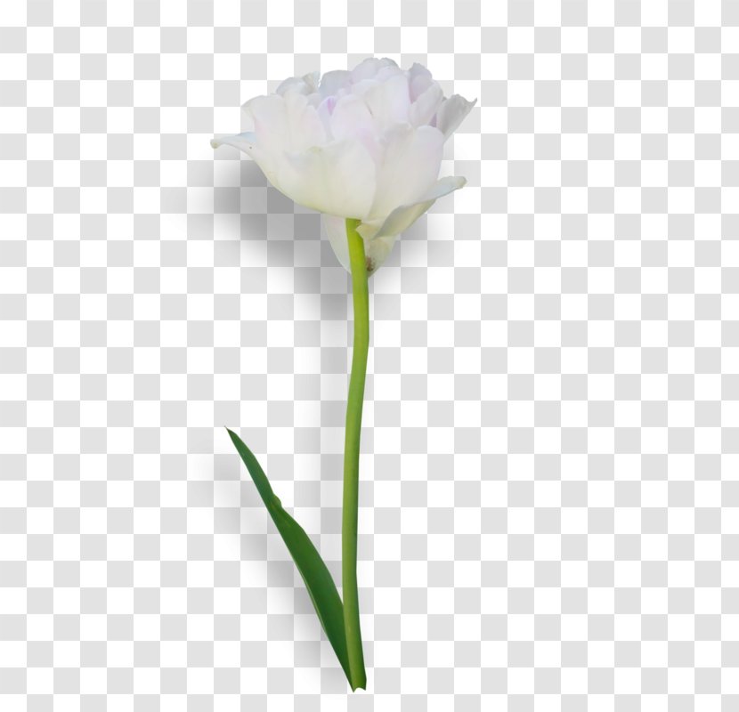 Tulip Cut Flowers Rosaceae Plant Stem Bud Transparent PNG