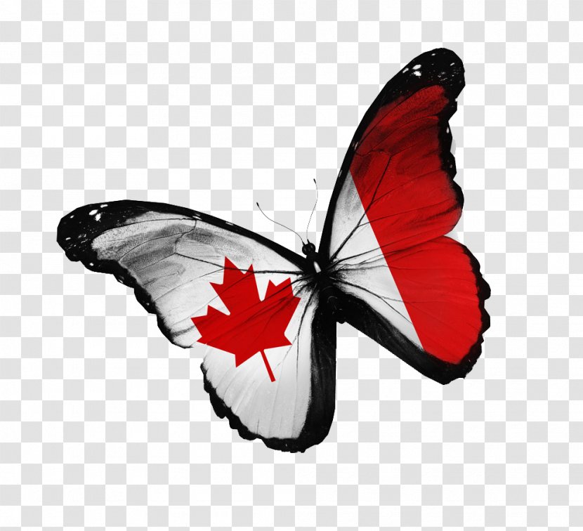 Flag Of Canada Stock Photography National - Pollinator - Creative Butterfly Transparent PNG