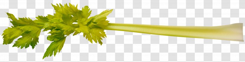 Leaf Vegetable Молодая Clip Art - Plant Stem Transparent PNG