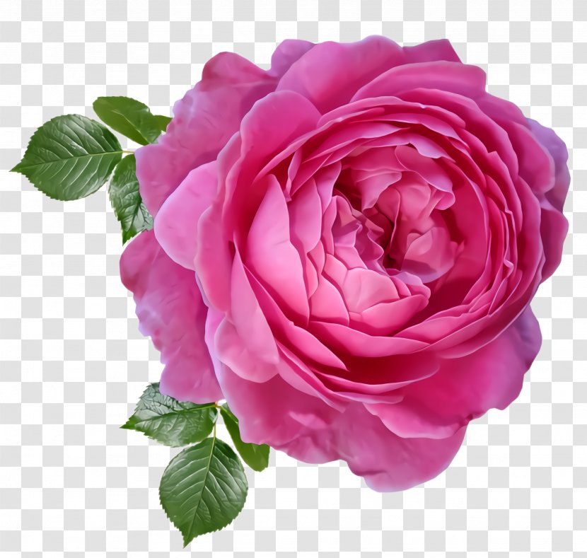 Garden Roses - Rose Family - Plant Transparent PNG