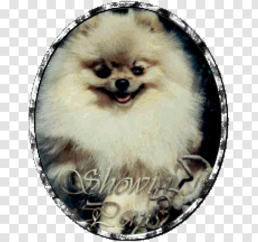 German Spitz Klein Pomeranian Mittel Volpino Dog Breed - Ancient Breeds Transparent PNG
