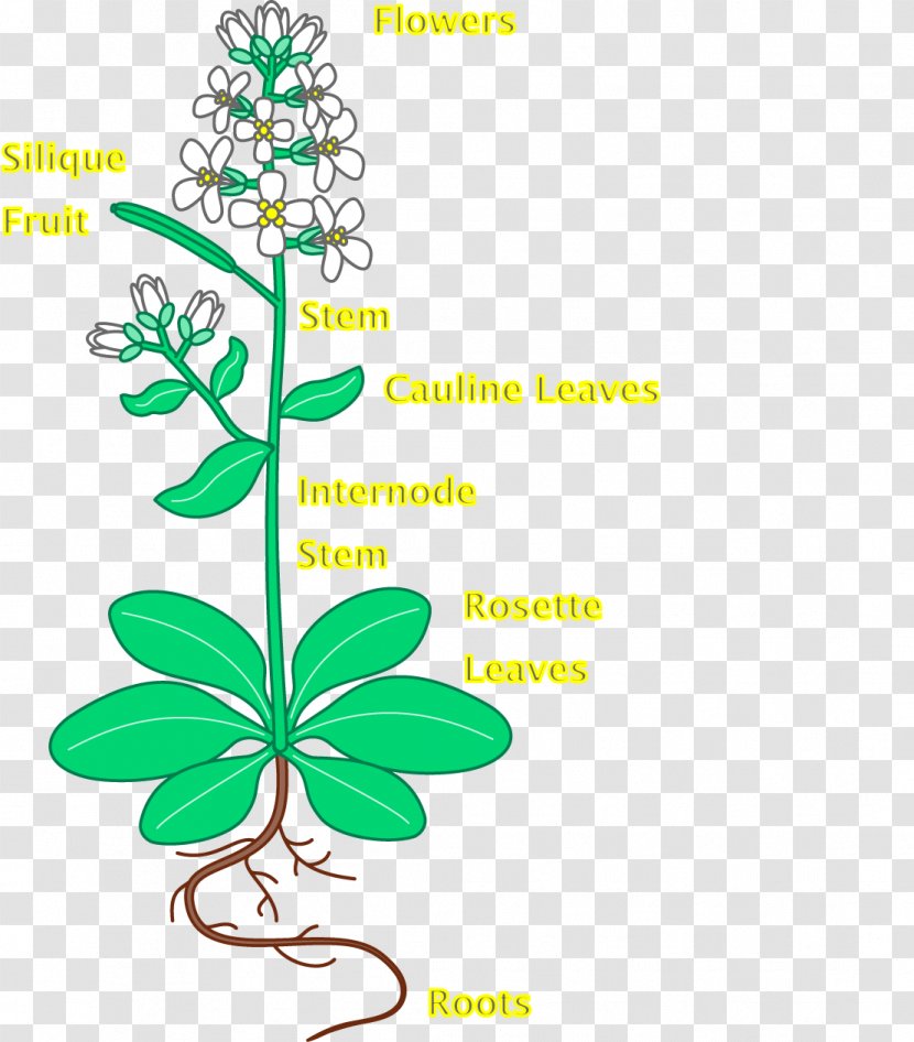 Leaf Thale Cress Flower Plant Root - Tree Transparent PNG