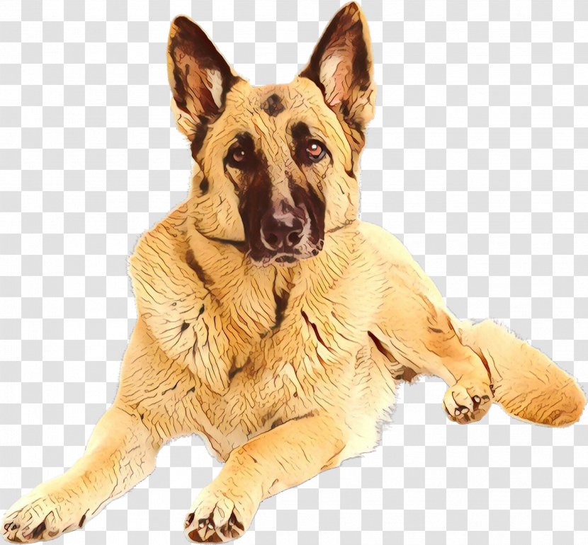 Dog German Shepherd Breed King Snout - Old Transparent PNG