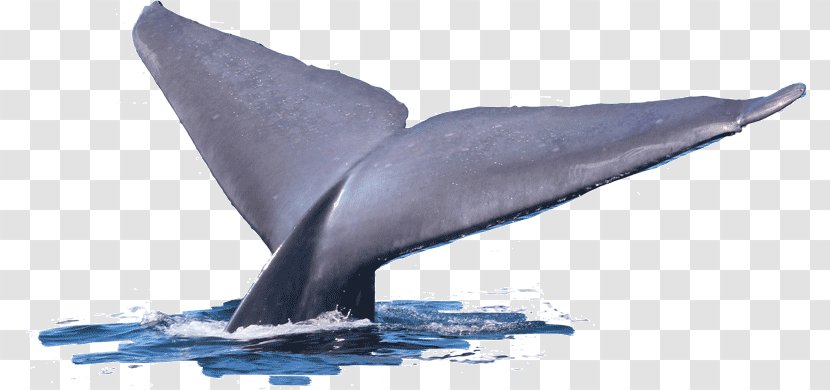 Common Bottlenose Dolphin Tucuxi Short-beaked Wholphin Cetacea - Marine Mammal - Whale Tail Transparent PNG