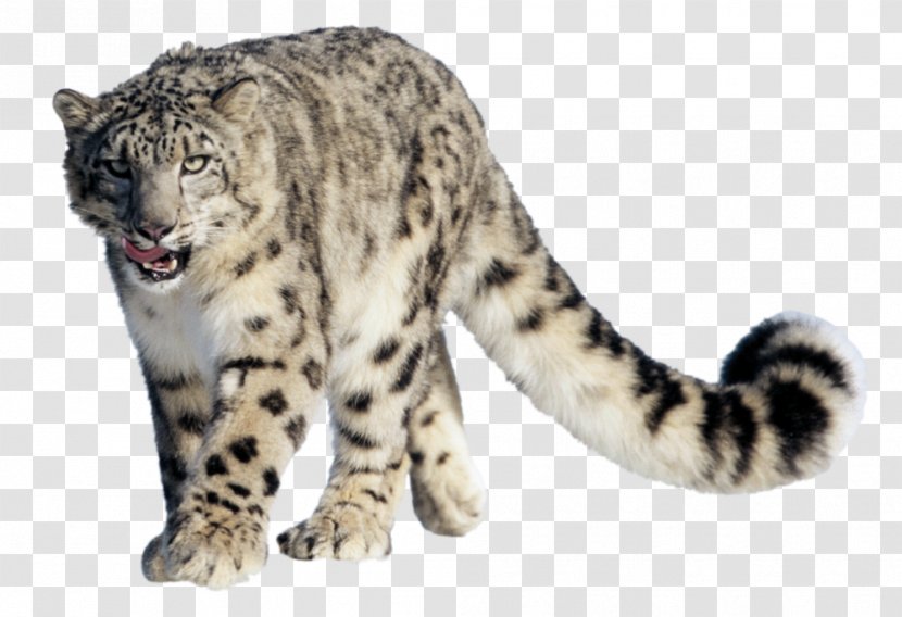 Snow Leopard Clip Art - Whiskers Transparent PNG